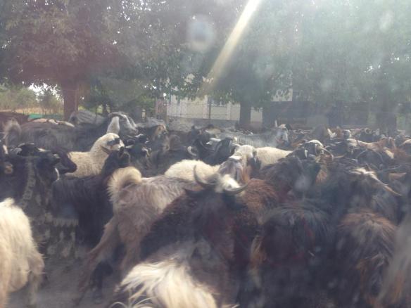 Goats blocking the road